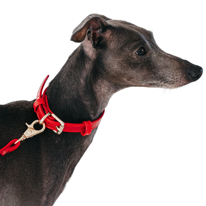 Collar with Lobster Clasp on Dog