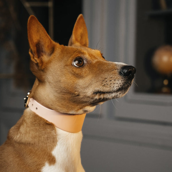 Lurcher Leather Сollar Pink on Dog