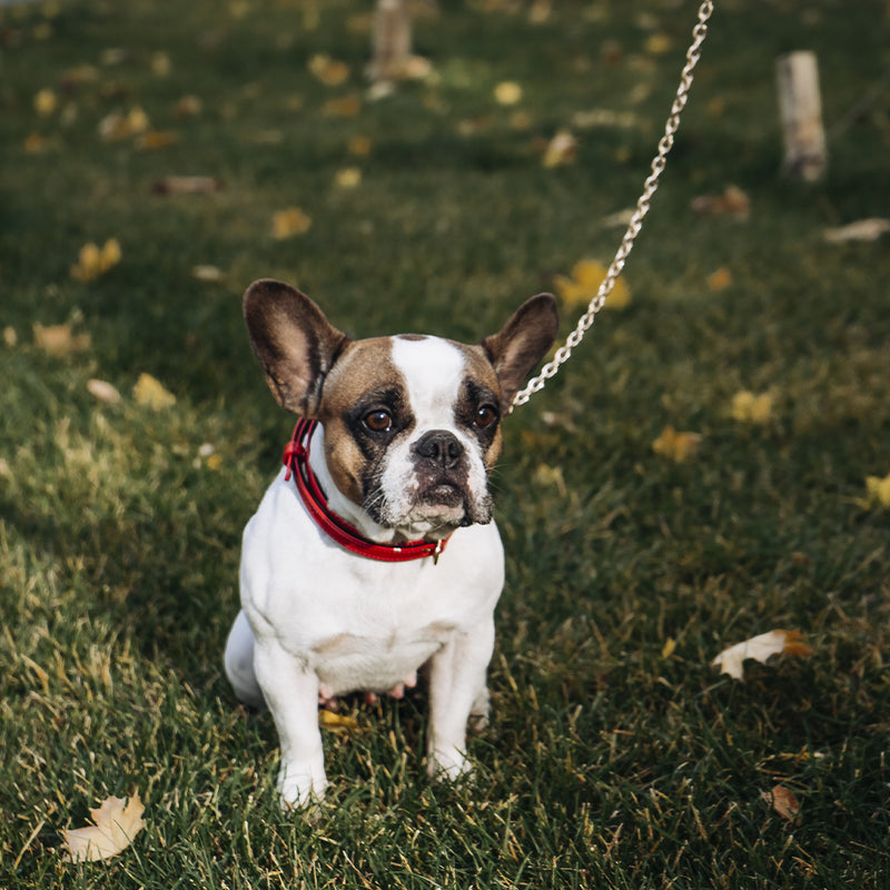 Red Patent Collar and Gold Chain Leash on Dog