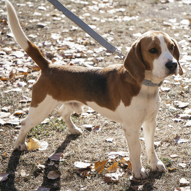 beagle in leather blue collar and leash