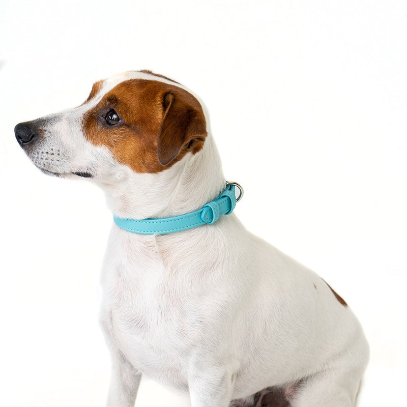 Leather Dog Collar on Pet