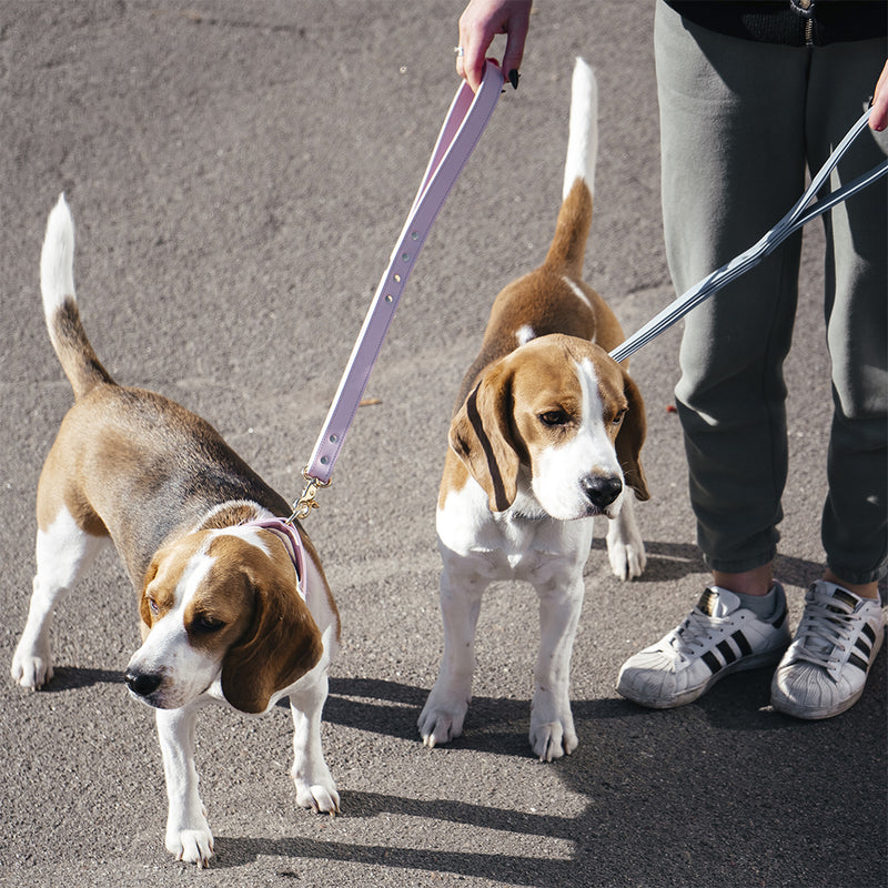 Two beagles in recollier set