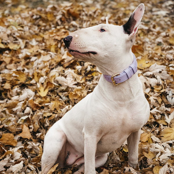 Bull Terrier in violet leather collar