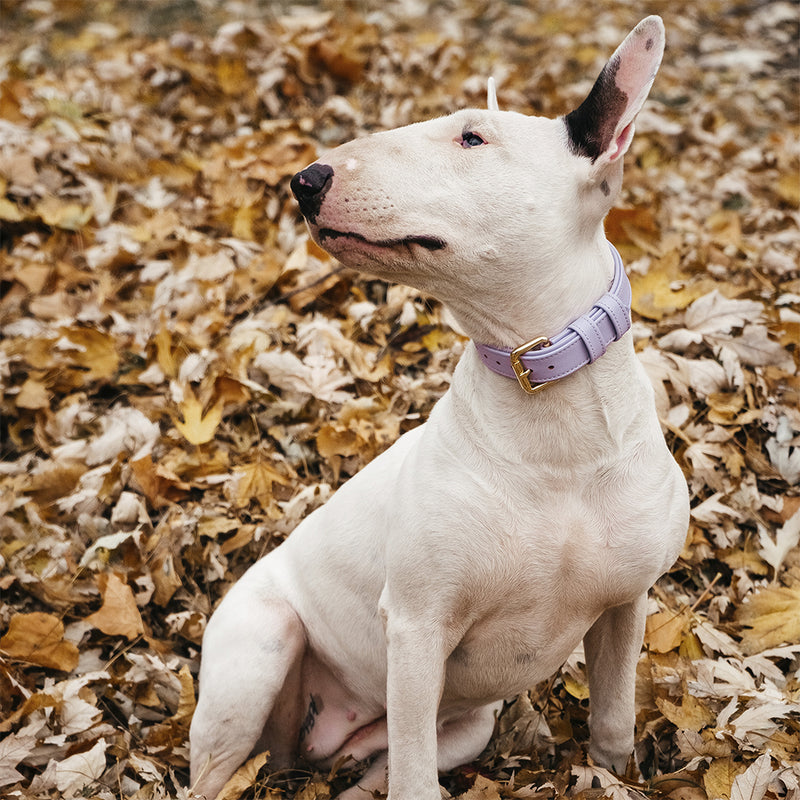 Bull Terrier in violet leather collar
