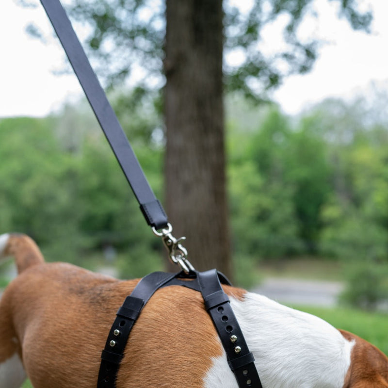 Leash ASH