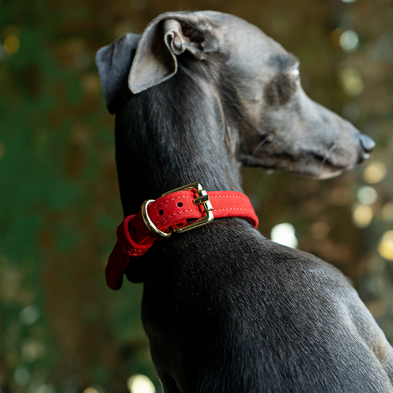 Velvet Collar Scarlett on Dog Another Side