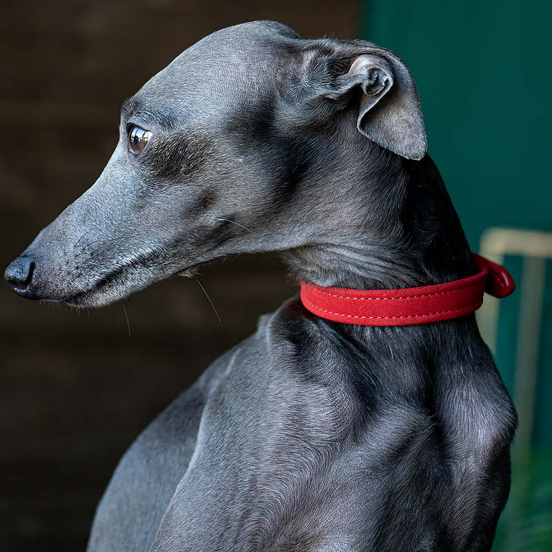 Greyhound and whippet 2024 collars