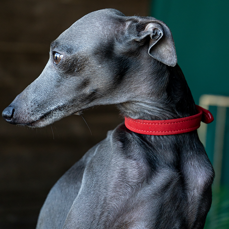 Velvet Collar Scarlett on Dog