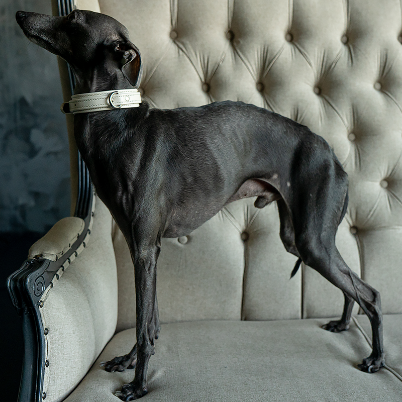 Neck Collar on Medium Dog