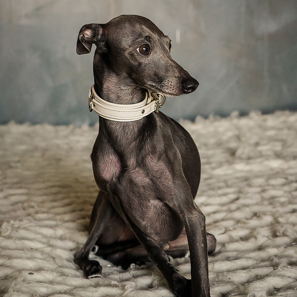 Beige Collar with Soft Suede on Dog