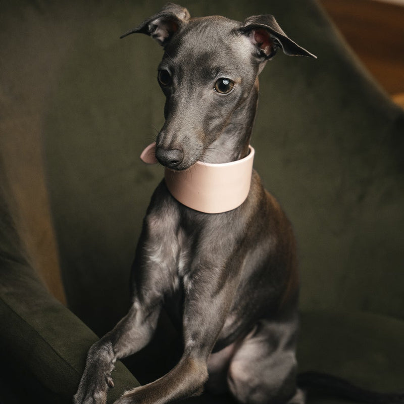 Lurcher Leather Сollar Pink on Iggy