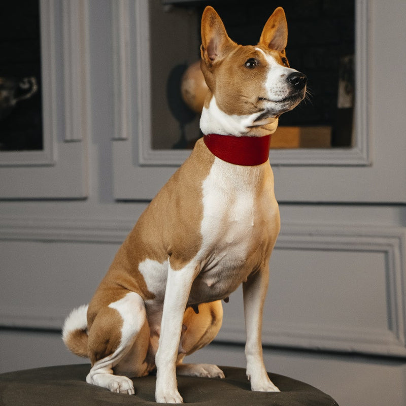 Lurcher Leather Сollar Red on Dog