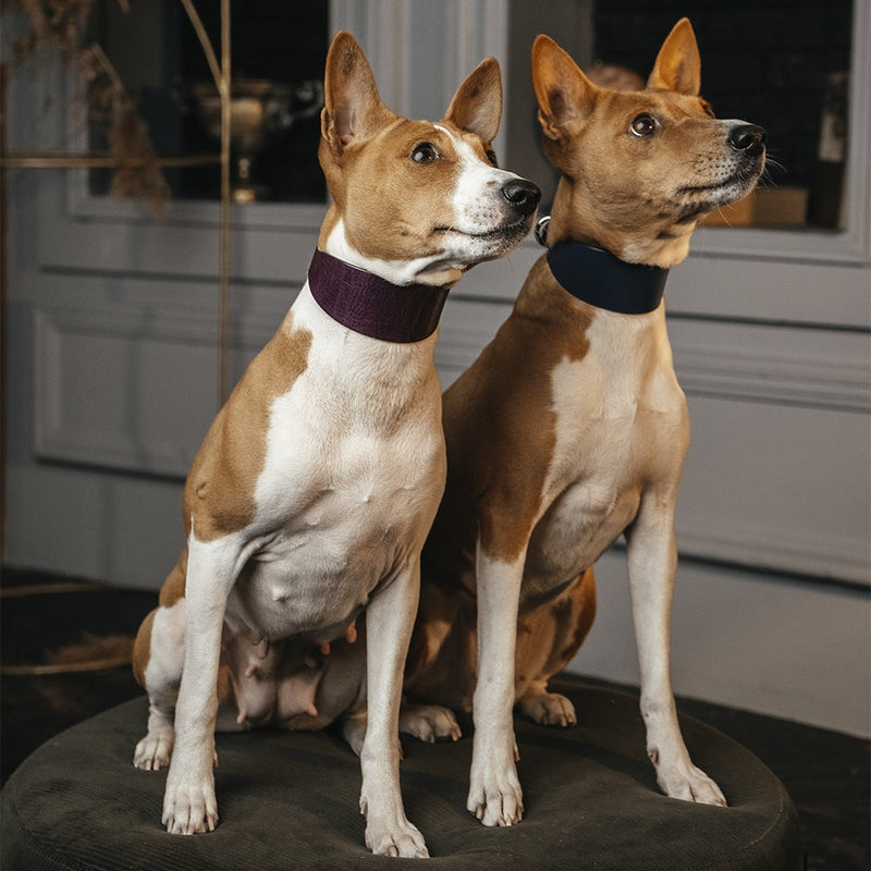 Lurcher Leather Сollars Violet and Black on Dogs