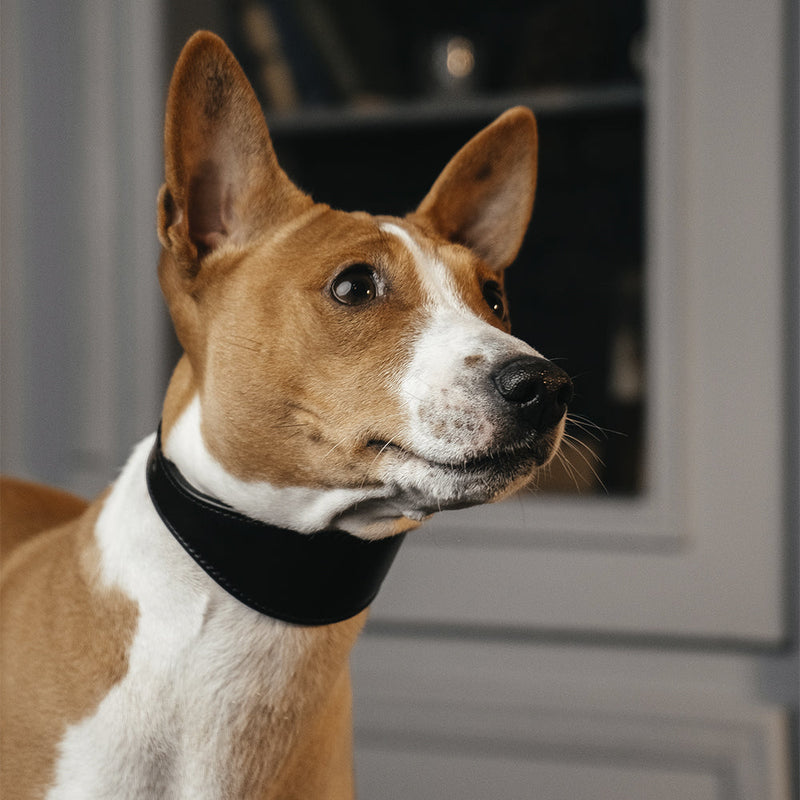 Lurcher Leather Сollar soft Black on Basenji