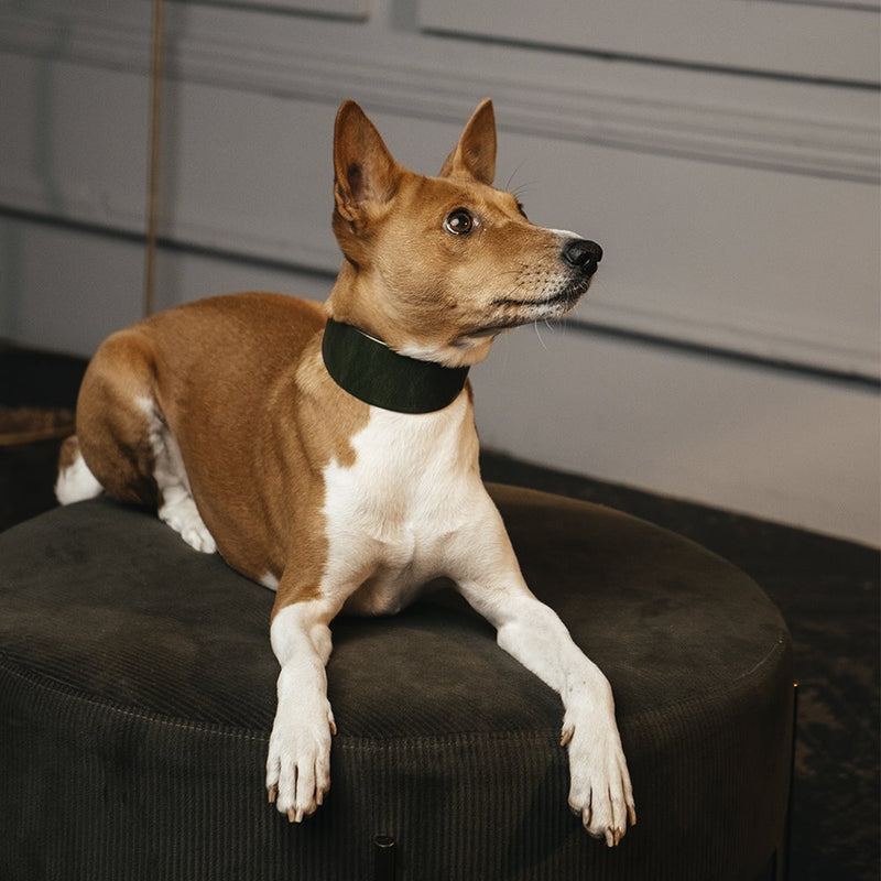 Lurcher Leather Сollar Green on Dog