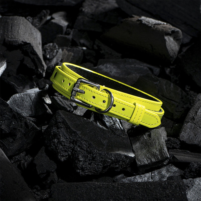 Dog Yellow Neon Collar on Coals Another Side