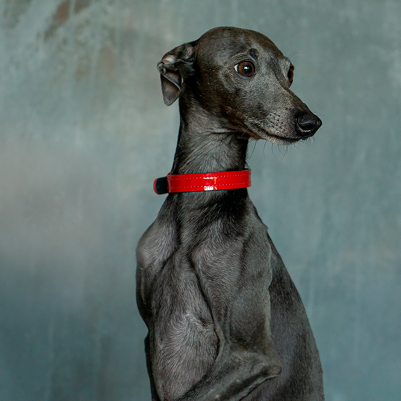 Leather Red Patent Collar on Dog