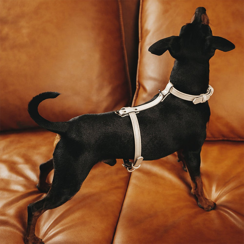 Beige Leather Dog Harness on Dog