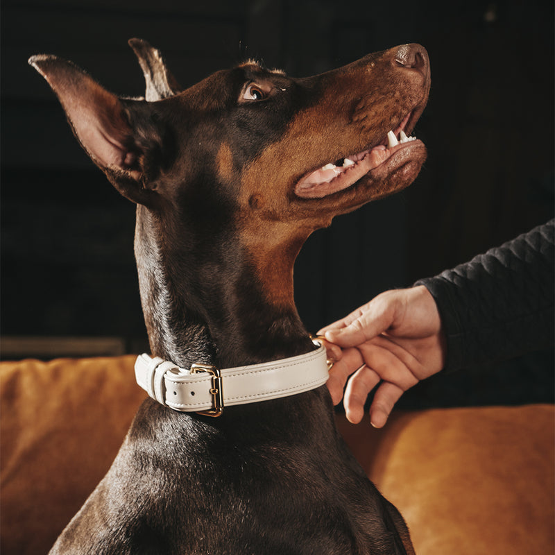 Beige Duo Collar on Dobermann