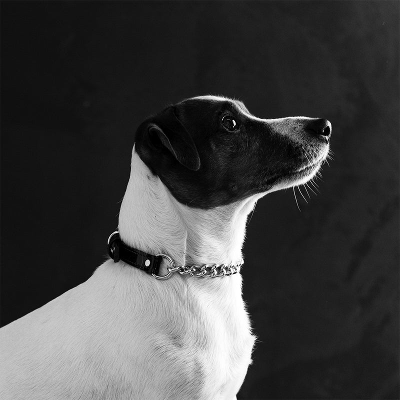 Black collar with chain on Jack-russel terrier