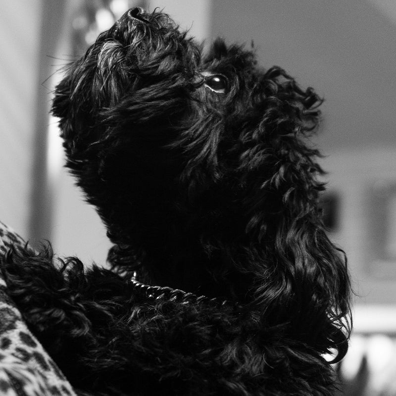 Black collar with chain on Maltipoo