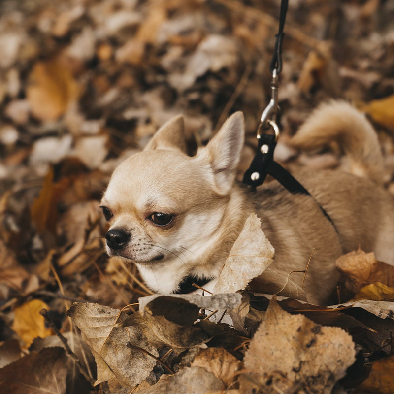 Black Leather Dog Harness on Dog