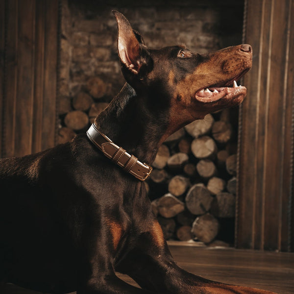 Caramel-Beige Collar on Dobermann