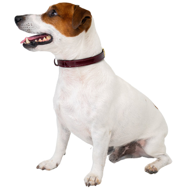 Leather Dog Burgundy Patent Collar on Pet