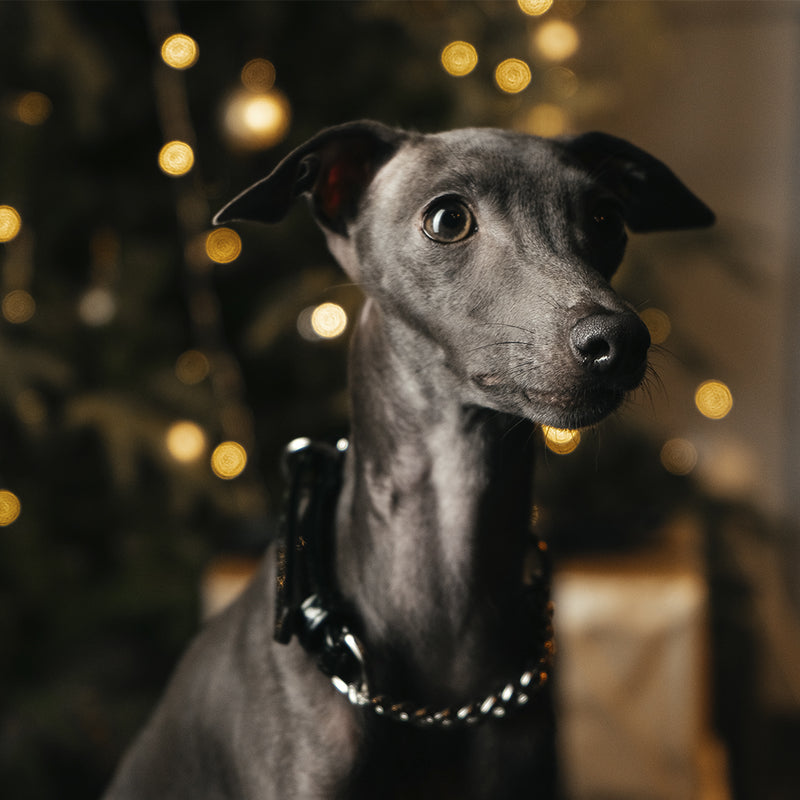 Black Patent collar with chain on Iggy