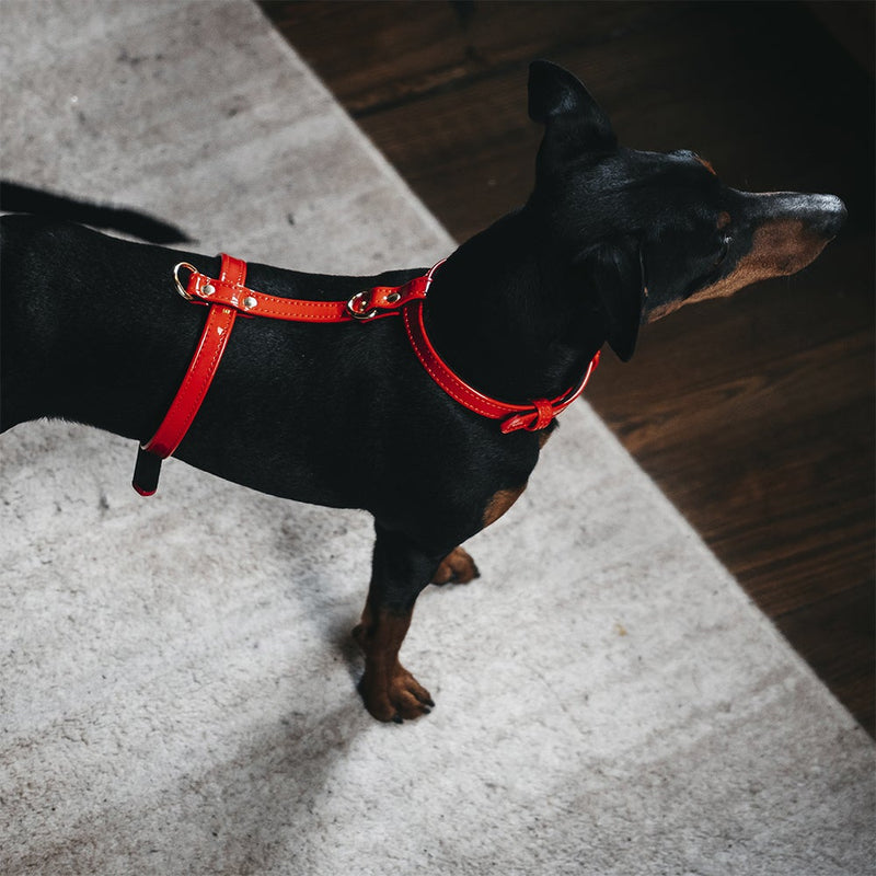 Red Patent Leather Dog Harness on Dog