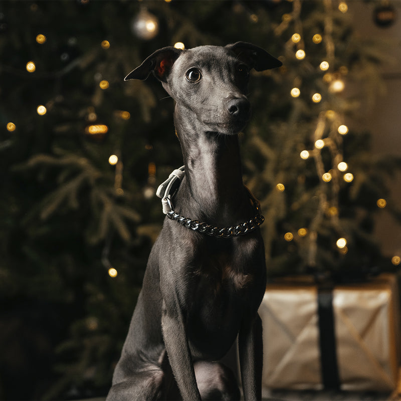 White Patent collar with chain on Iggy