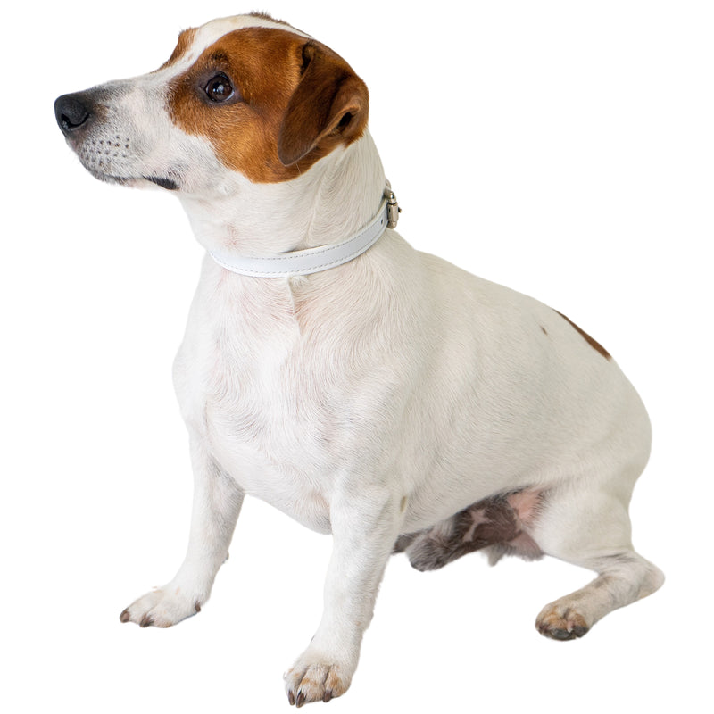 White Patent Collar on Dog