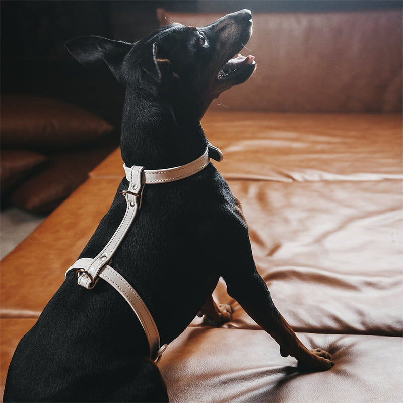 White Patent Leather Dog Harness on Dog