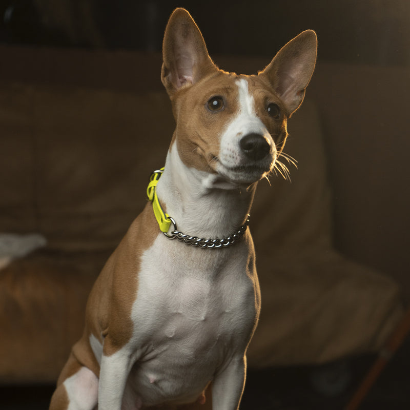 Yellow Neon collar with chain on Basenji