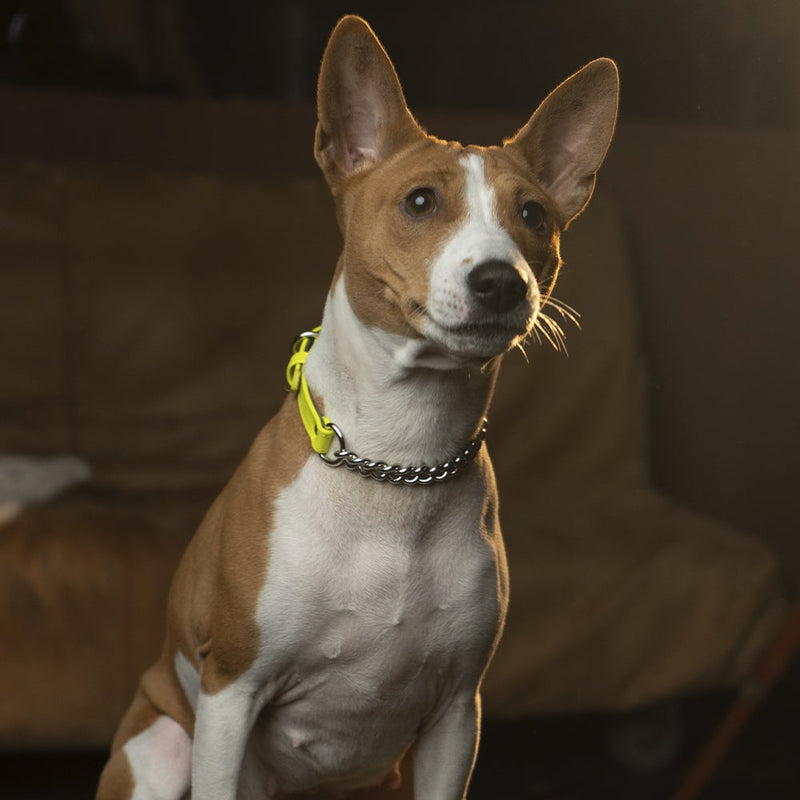 Yellow Neon collar with chain on Basenji