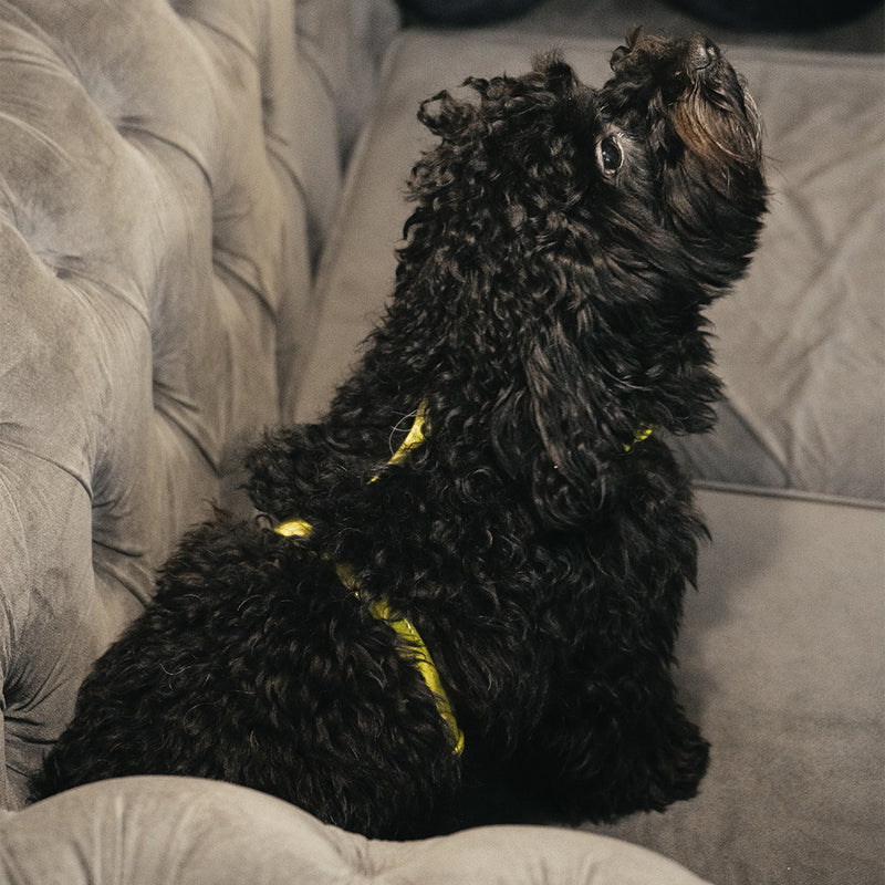 Yellow Neon Leather Dog Harness on Dog
