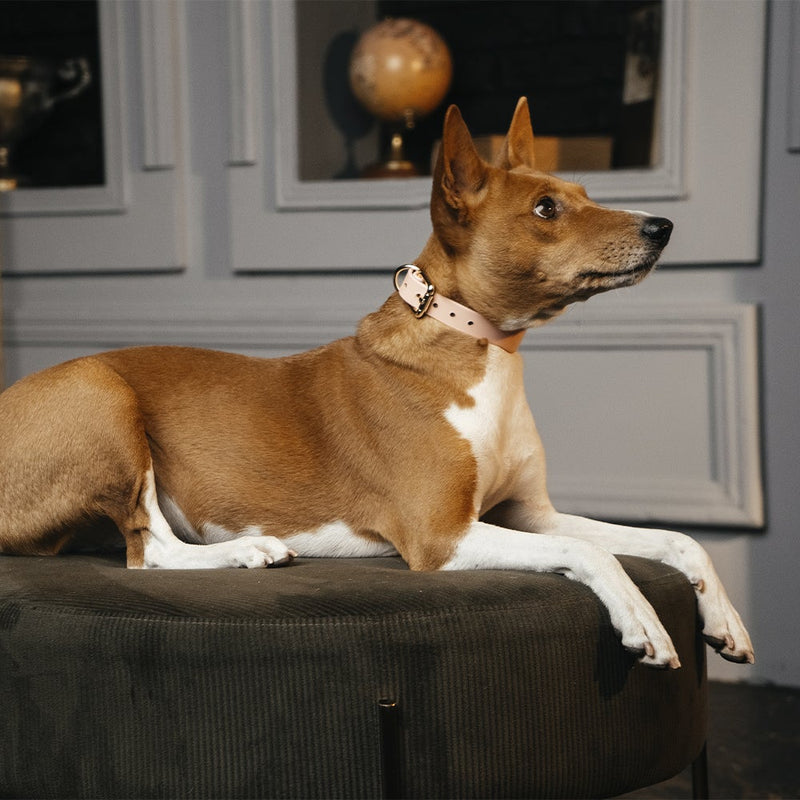Lurcher Leather Сollar Pink on Dog