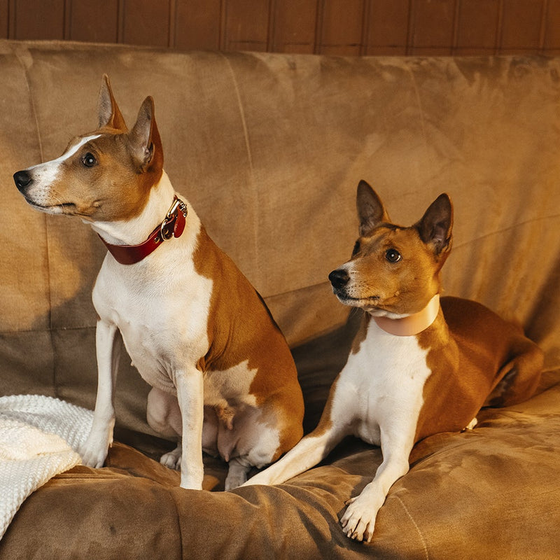 Lurcher Leather Сollars on Dogs