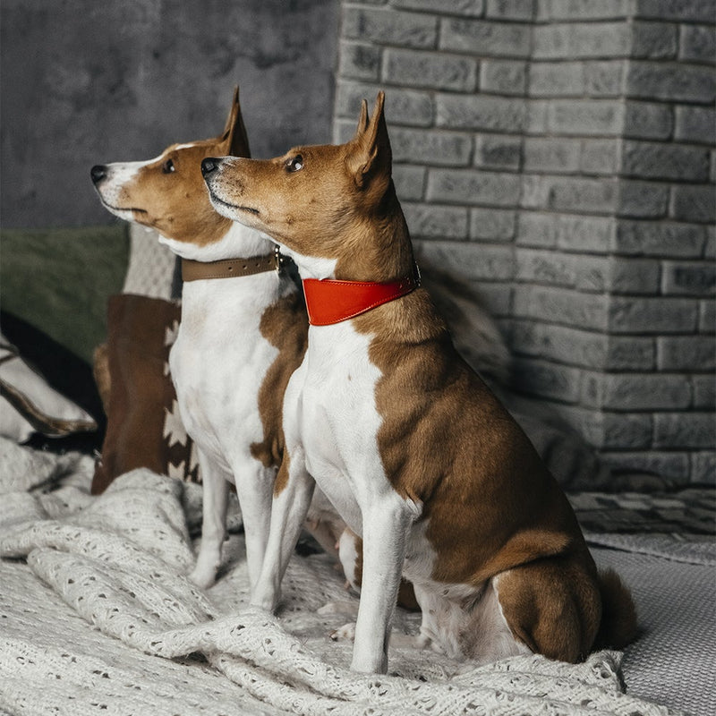 Lurcher Leather Сollars on Dogs