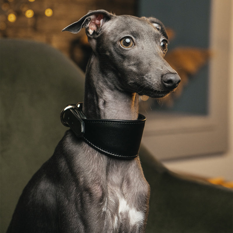 Lurcher Leather Сollar soft Black on Iggy