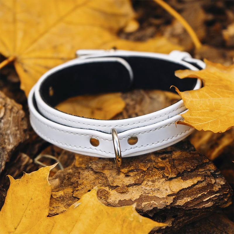 Dog White Patent Collar with Autumn Leaves