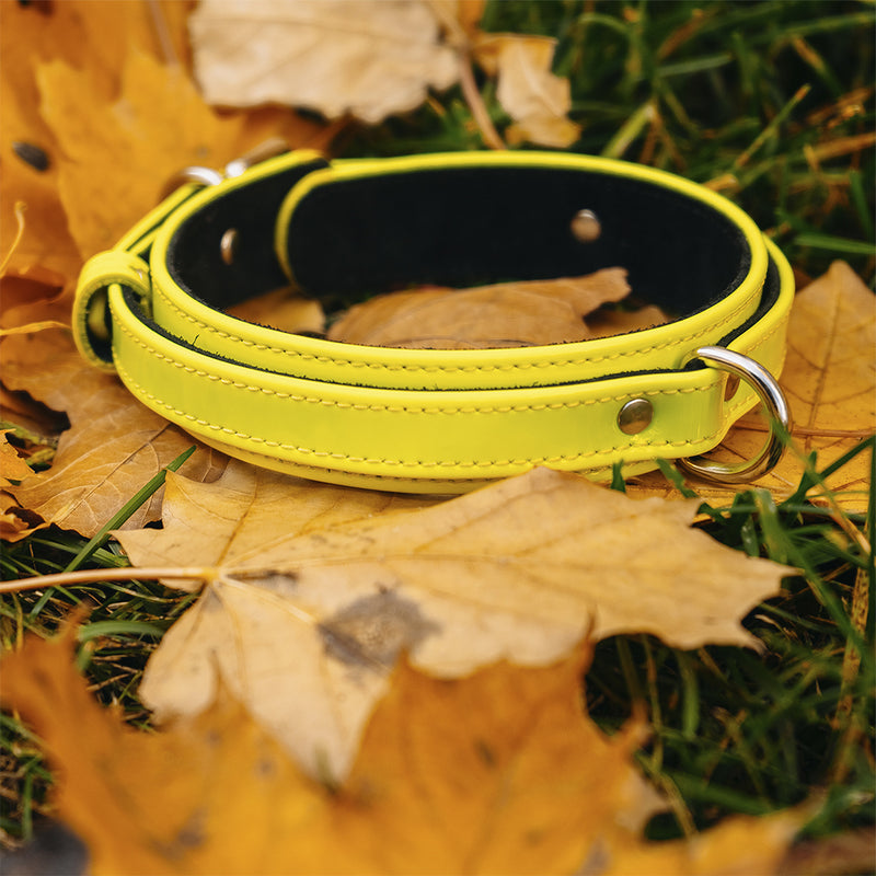 Dog Yellow Neon Collar with Autumn Leaves