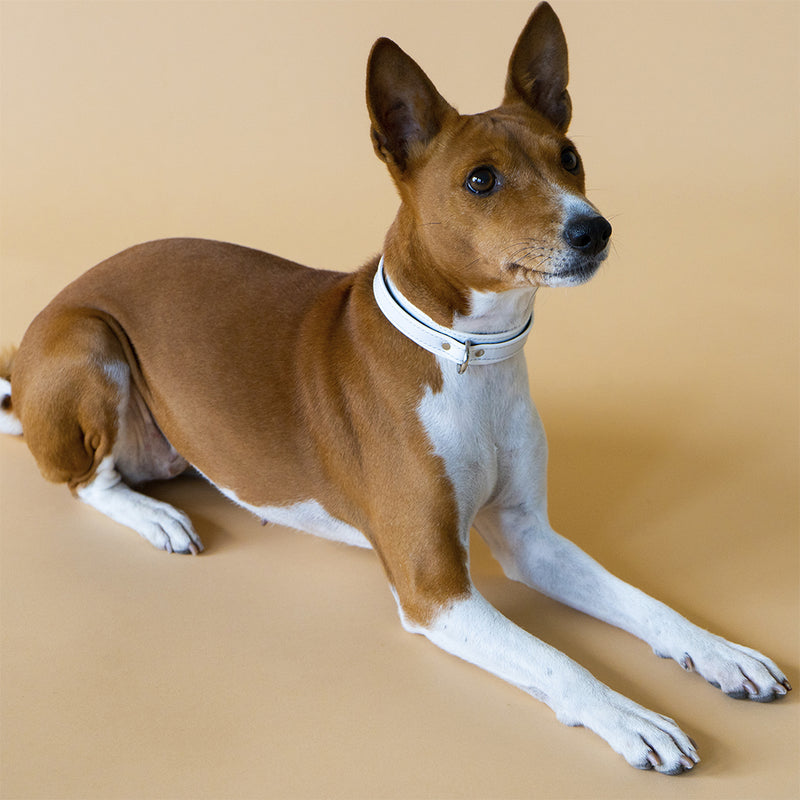 White Patent Collar with Soft Suede on Dog