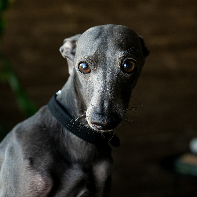 Velvet Collar Shadow on Dog