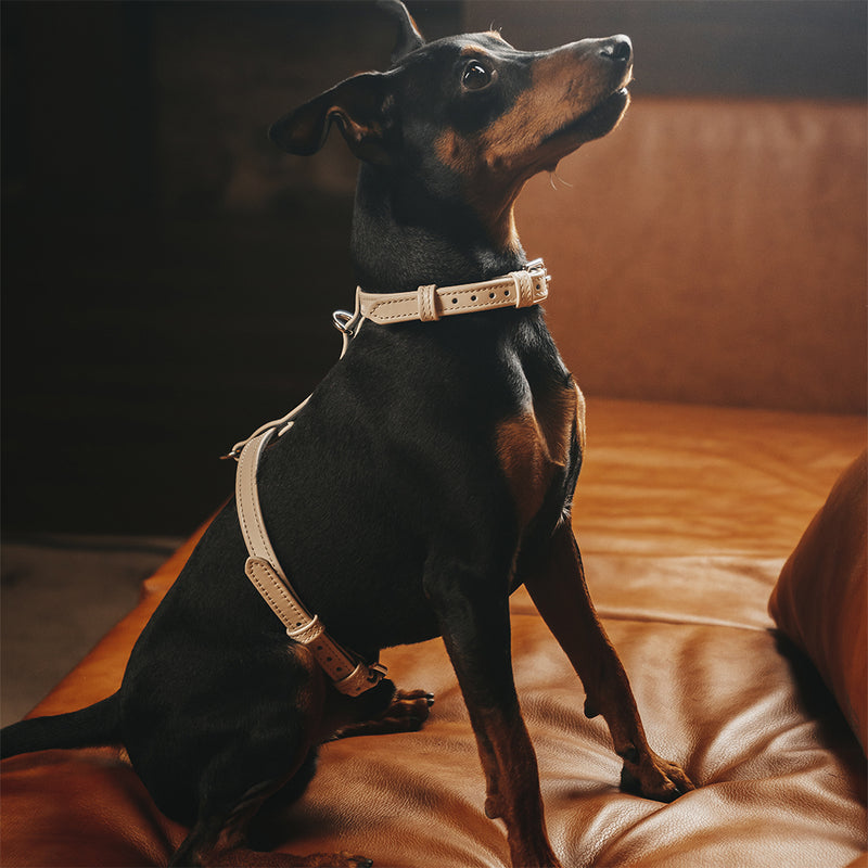 Beige Leather Dog Harness on Dog
