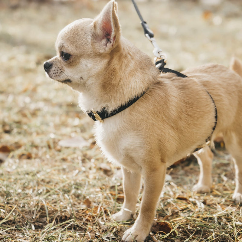 Black Leather Dog Harness on Dog