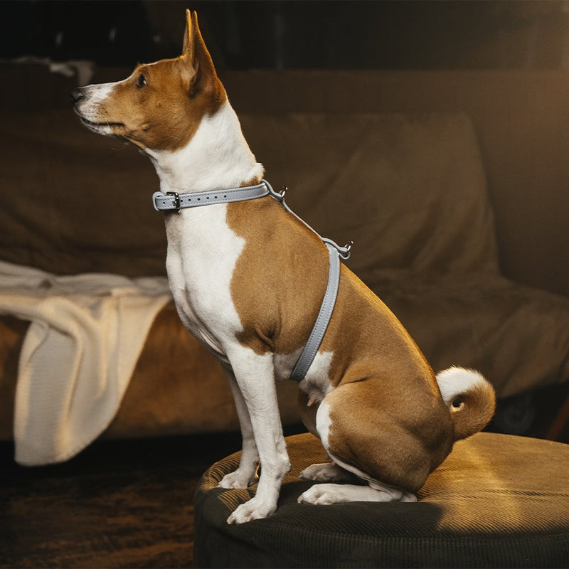 Blue Leather Dog Harness on Dog
