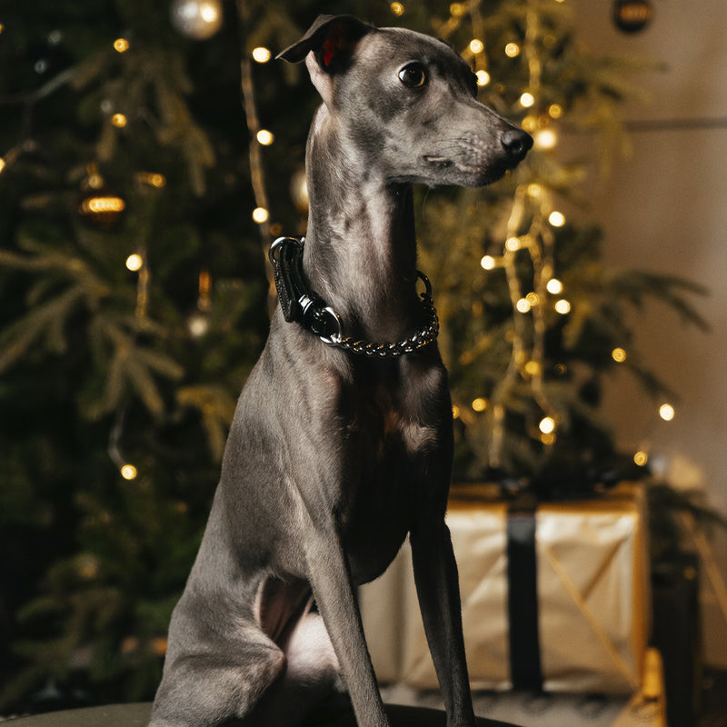 Black Patent collar with chain on Iggy
