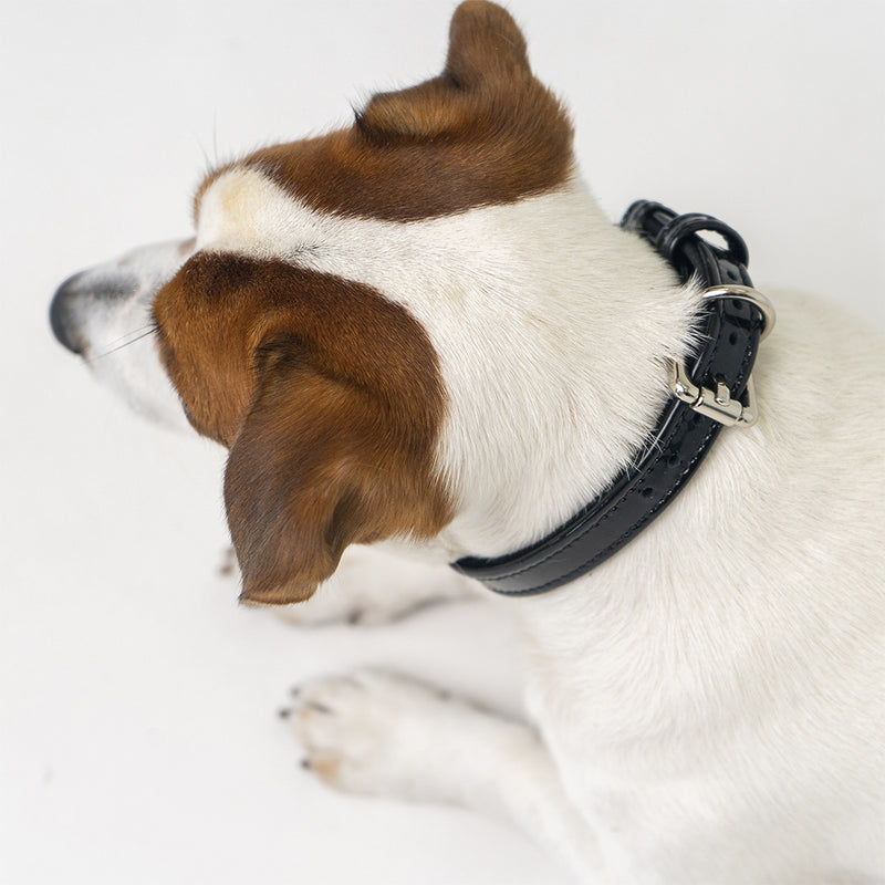 Black Patent Dog Collar on Jack-russel terrier
