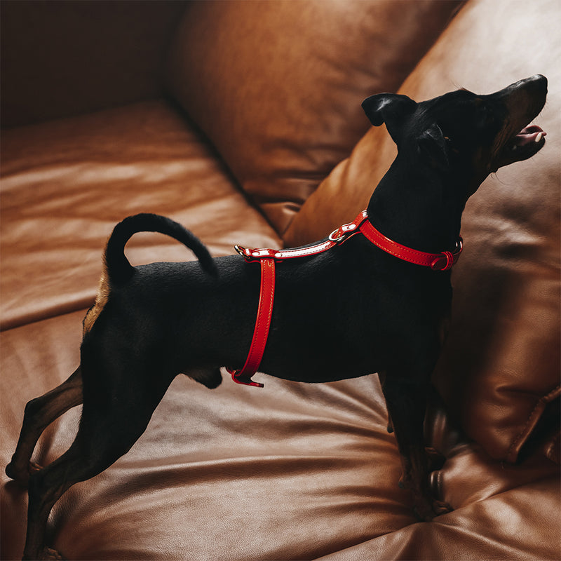 Red Patent Leather Dog Harness on Dog